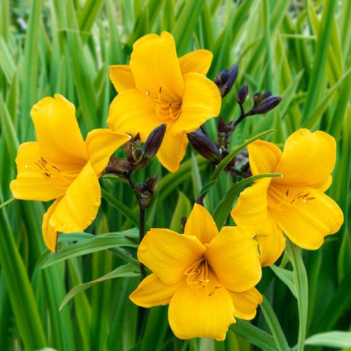 Hemerocallis 'Little Fairy' - Sásliliom