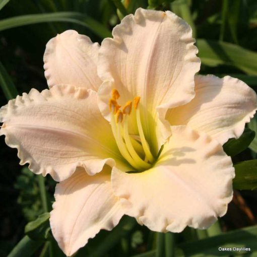 Hemerocallis Lullaby Baby - Sásliliom