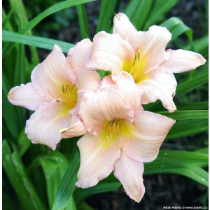 Hemerocallis 'Luxury Lace' - Sásliliom