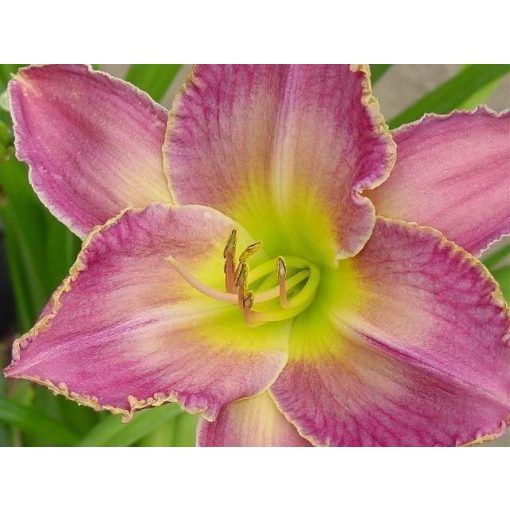 Hemerocallis Magic Filigree - Sásliliom