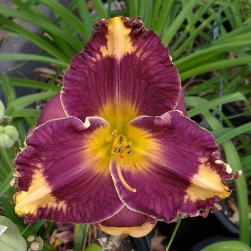 Hemerocallis Magical Mystery Show