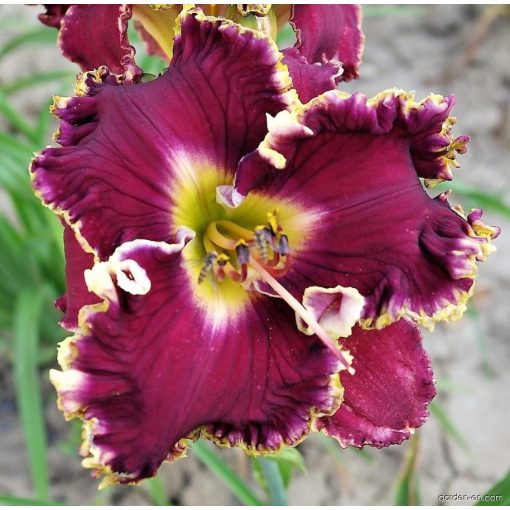 Hemerocallis Magnificent Grape