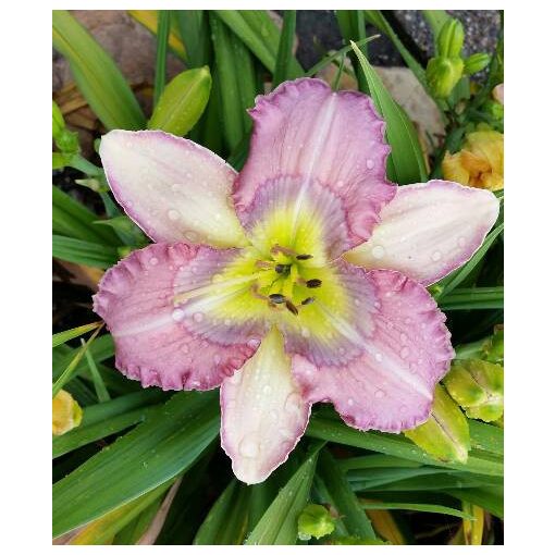 Hemerocallis Magnificent Rainbow - Sásliliom