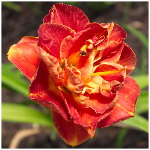 Hemerocallis Mandarin Corsage - Sásliliom