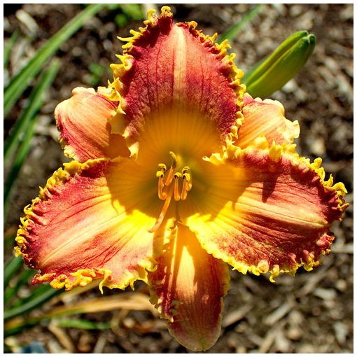 Hemerocallis Mary Lena - Sásliliom