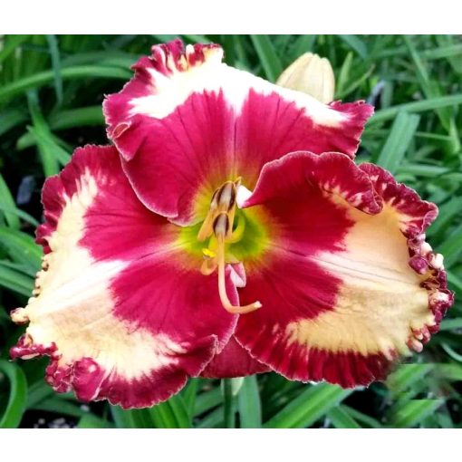 Hemerocallis Maryilyn Monroe