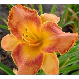 Hemerocallis Mayan Tapestry - Sásliliom