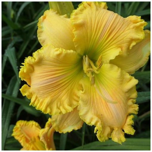 Hemerocallis Mike Longo