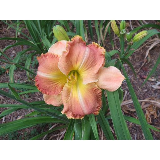 Hemerocallis Mildred Goble - Sásliliom