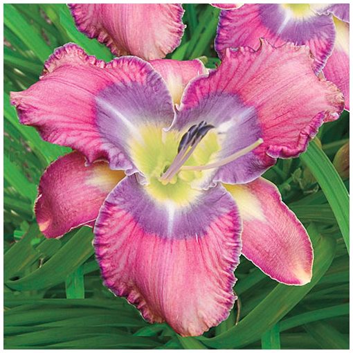 Hemerocallis Mildred Mitchell - Sásliliom