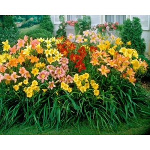 Hemerocallis Mix