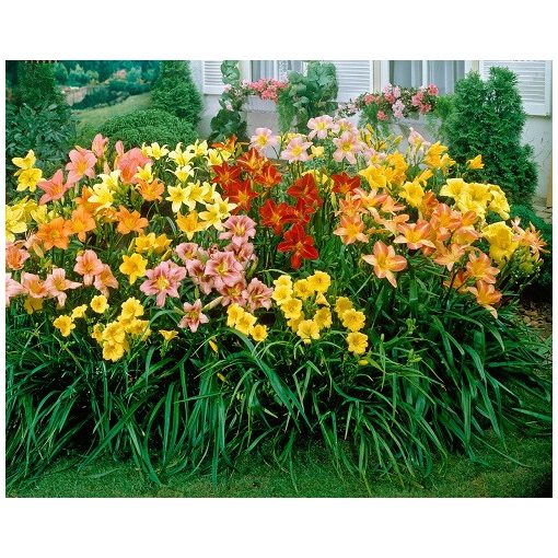 Hemerocallis Mix