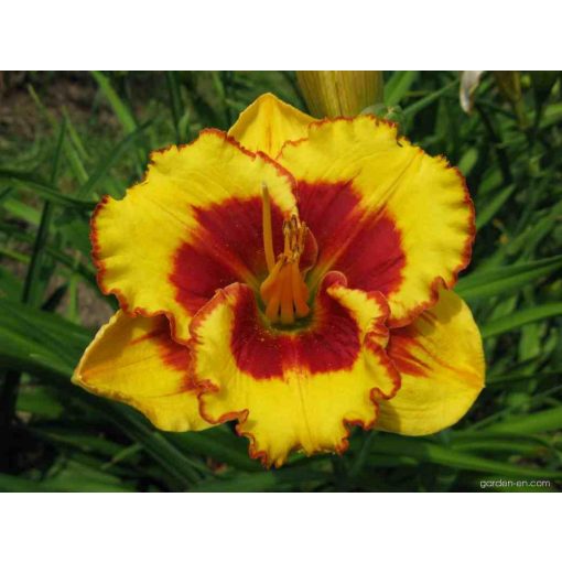 Hemerocallis Morning Color - Sásliliom