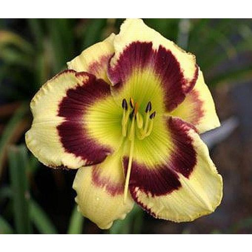 Hemerocallis My Pleasant Pride