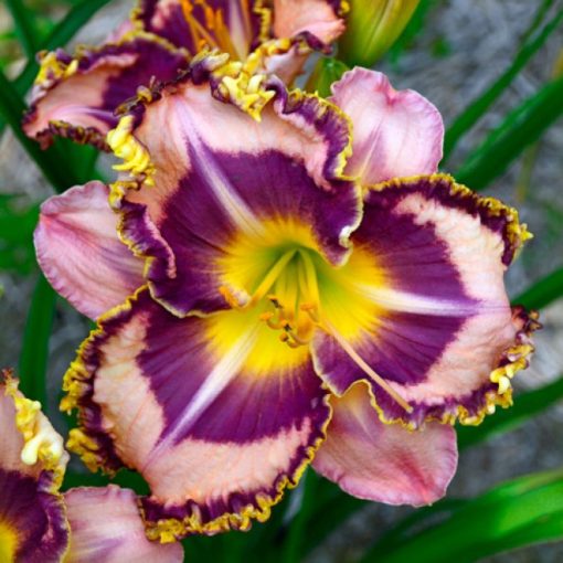 Hemerocallis Mystic Image