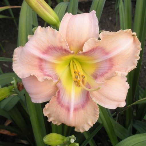 Hemerocallis Mystical Rainbow - Sásliliom