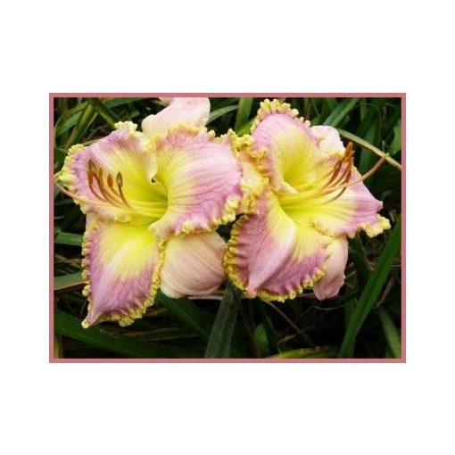 Hemerocallis No Greater Love - Sásliliom