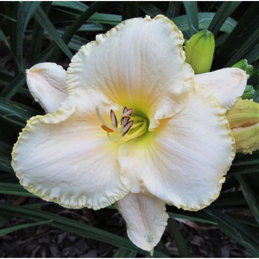 Hemerocallis Nordic Mist - Sásliliom