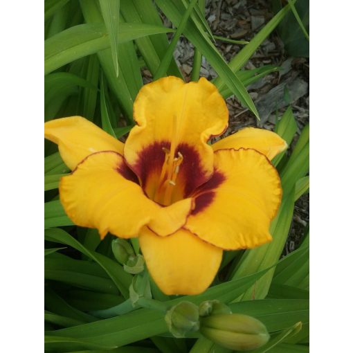 Hemerocallis Now and Zen