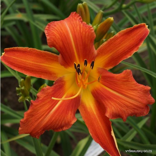 Hemerocallis Old Time Memories - Sásliliom