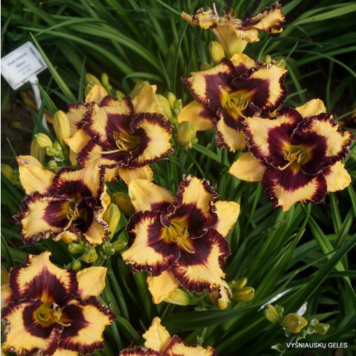 Hemerocallis 'Open My Eyes' - Sásliliom