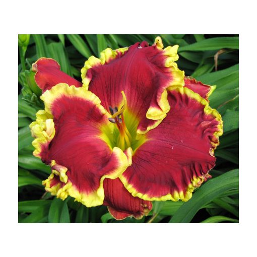 Hemerocallis Open Season - Sásliliom