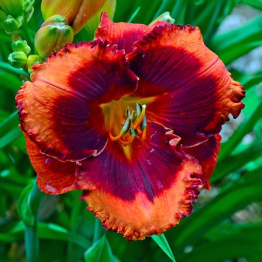 Hemerocallis Orange City