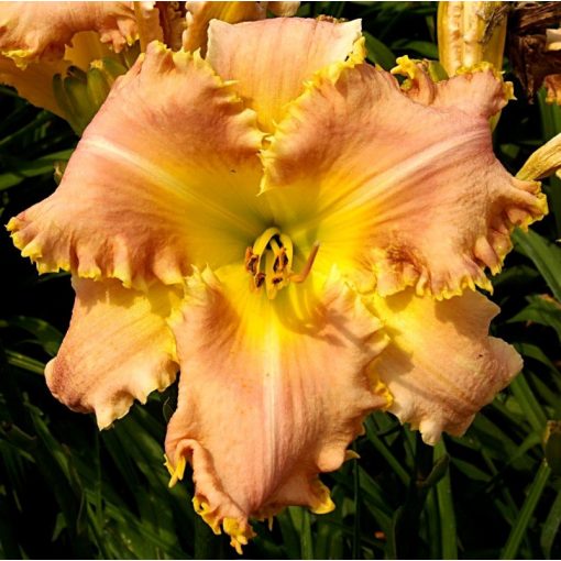 Hemerocallis Orange Cloud - Sásliliom