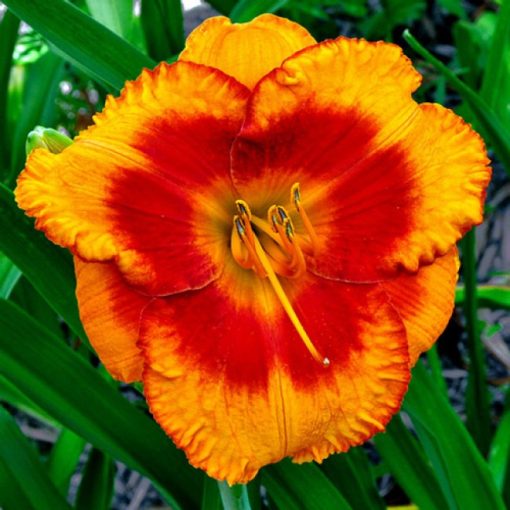 Hemerocallis Orange Electric - Sásliliom