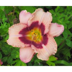 Hemerocallis Orchid Candy - Sásliliom