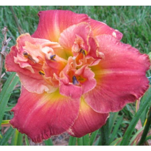 Hemerocallis Outrageous Fortune - Sásliliom