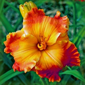 Hemerocallis Over Heated