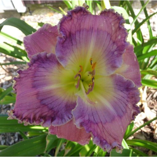 Hemerocallis Pacifica - Sásliliom