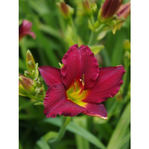 Hemerocallis 'Pardon Me' - Sásliliom