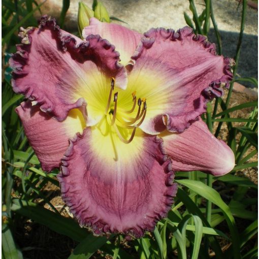 Hemerocallis Pat Soileau