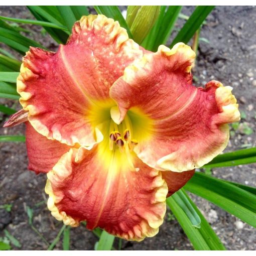 Hemerocallis Pele Teras - Sásliliom