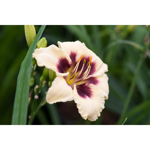 Hemerocallis Piano Man