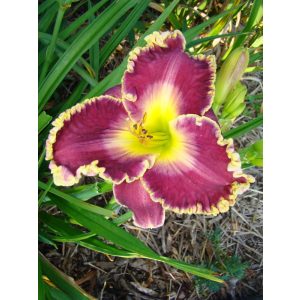 Hemerocallis Popcron Pete - Sásliliom