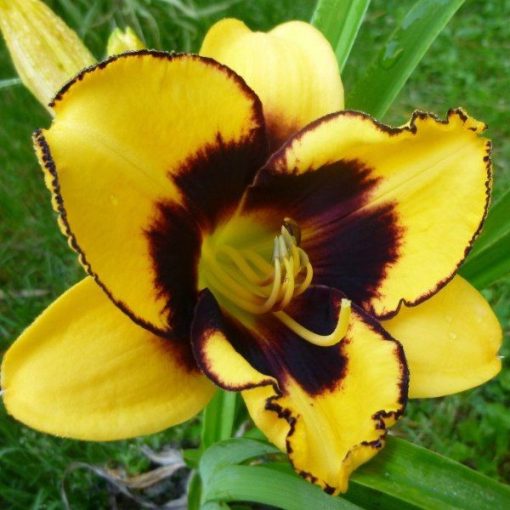 Hemerocallis Pumpkin Bandit - Sásliliom