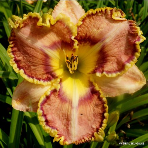 Hemerocallis Rainbows in Heaven - Sásliliom