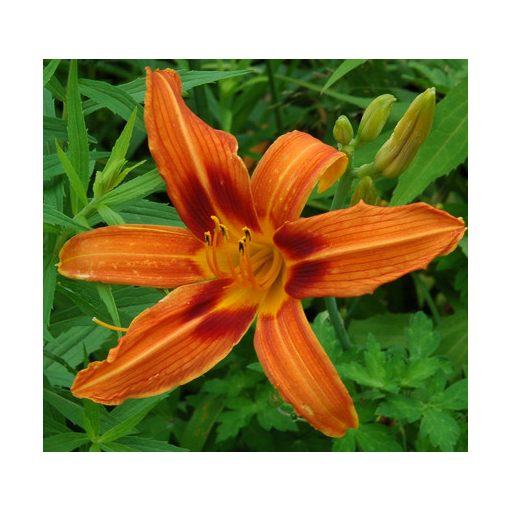 Hemerocallis 'Rajah' - Sásliliom