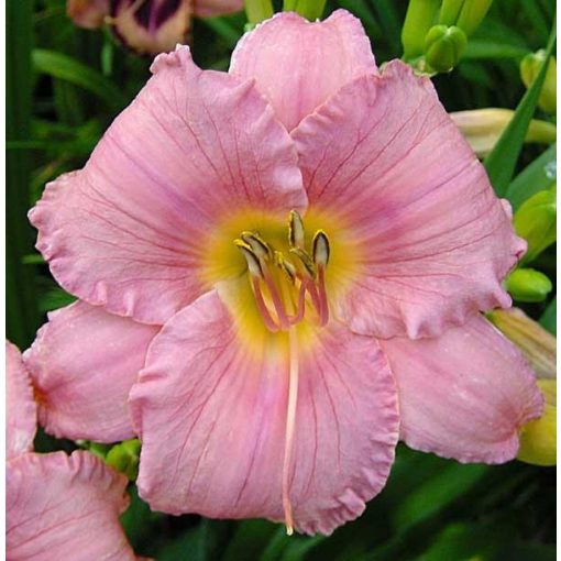 Hemerocallis Raspberry Lustre