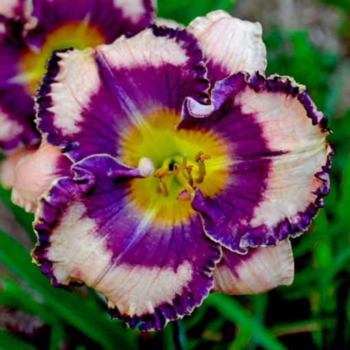 Hemerocallis Razzle Dazzle Candy - Sásliliom