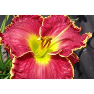 Hemerocallis Red Balls of Fire