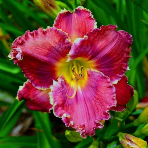 Hemerocallis Red Friday - Sásliliom