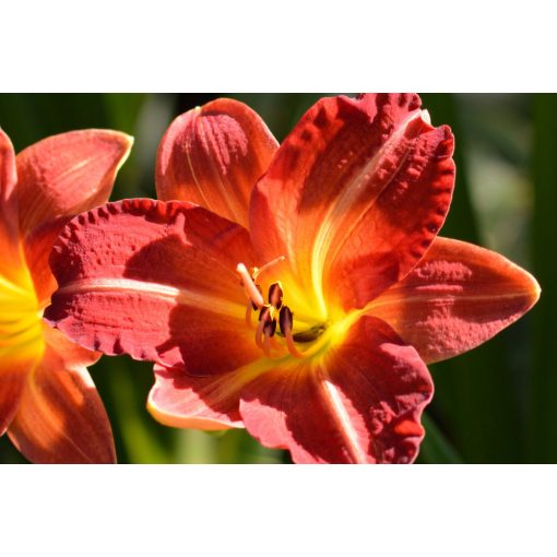 Hemerocallis 'Red Rum' - Sásliliom