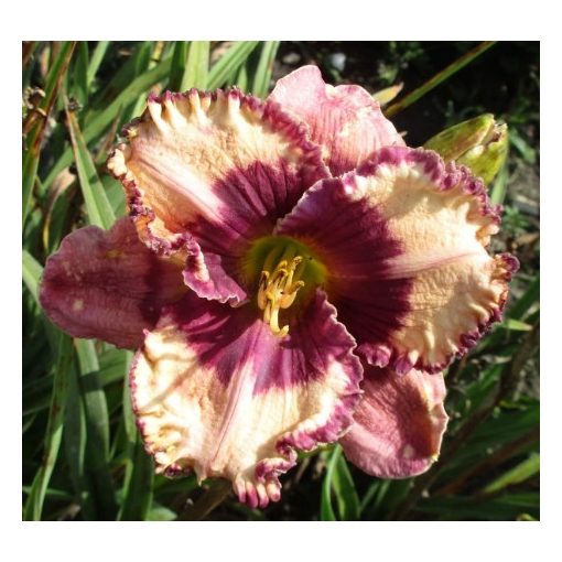 Hemerocallis Regal Ametyhst