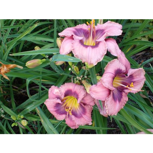 Hemerocallis Rhapsody in Time