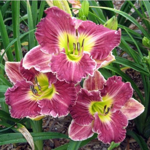 Hemerocallis River Ripples - Sásliliom