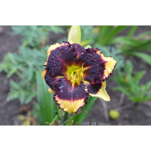 Hemerocallis Robert Searles - Sásliliom